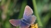 A male Madeleinea koa butterfly, found in the Andes. According to new research, the ancestors of this species colonized the Americas through Asia 11 million years ago. (photo by Roger Vila)